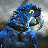 macaw