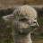 ALPACA